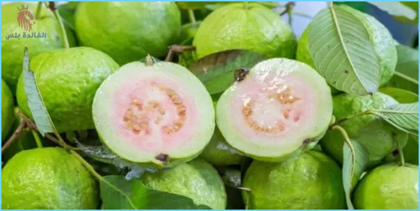 أضرار الجوافة
